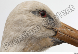 Black stork head 0005.jpg